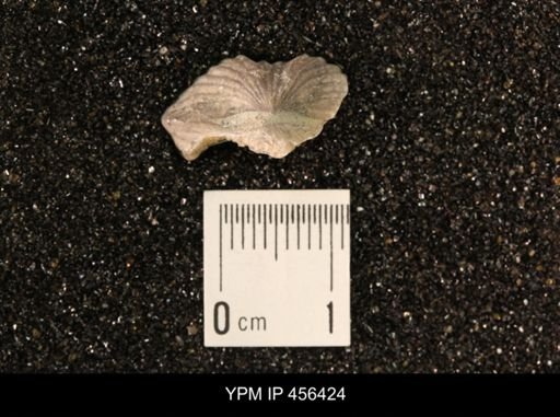Platystrophia biforata