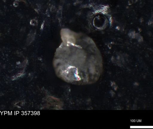 undet. Foraminiferida