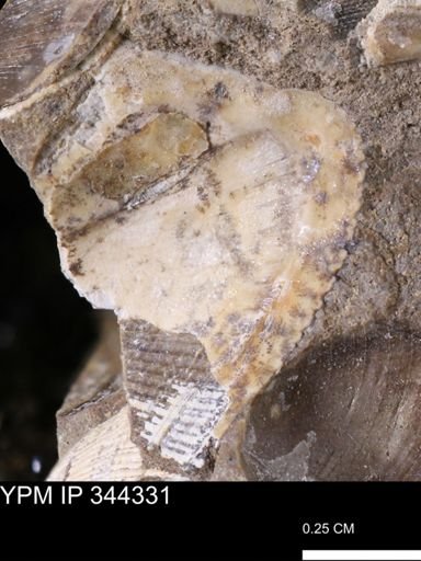 Parallelodon (Cosmetodon) sp.