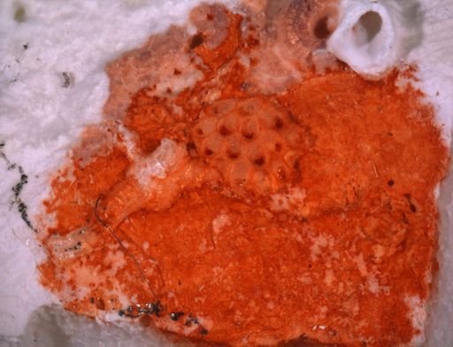 Smittipora