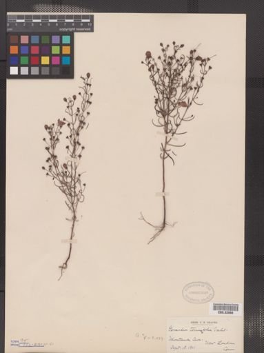 Agalinis tenuifolia