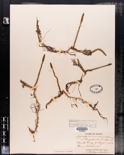 Lycopodium inundatum