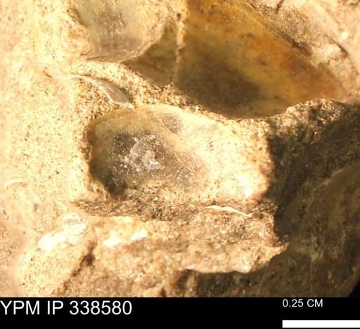 Protocardia subquadrata