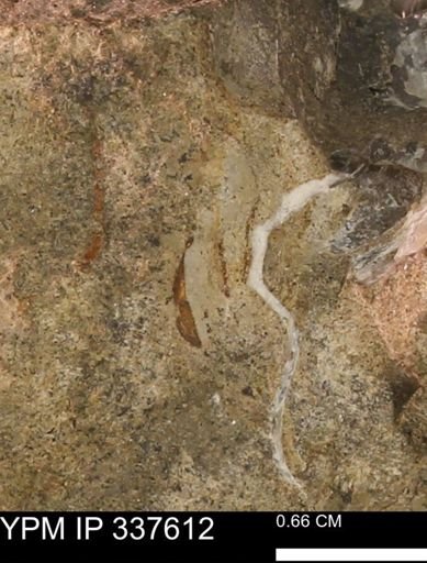undet. Mollusca