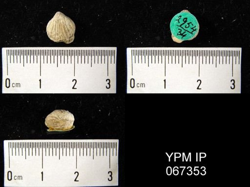 Rhynchospira formosa