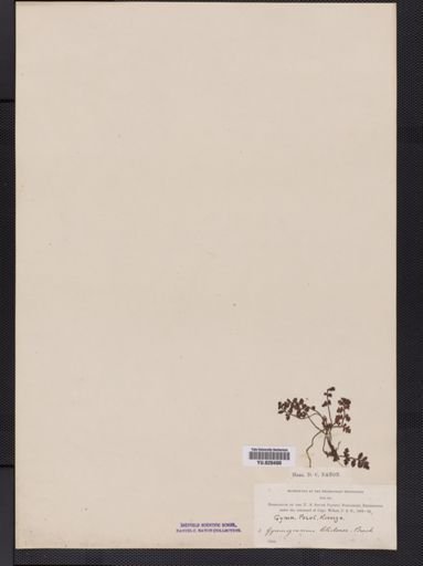 Pleurosorus