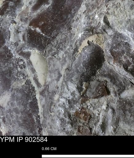 undet. Bivalvia