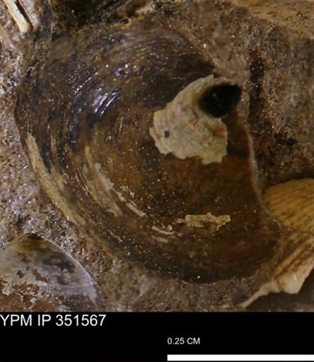 Limopsis striatopunctatus