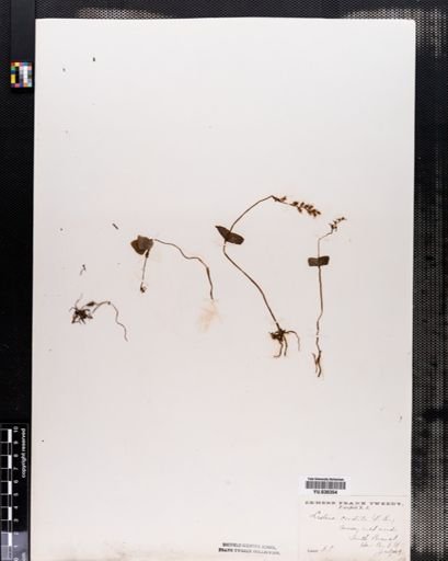 Listera cordata
