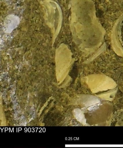 Corbulamella sp.