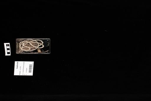 Xenopeltis unicolor