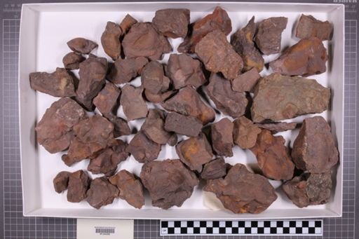 mixed taxa, stratigraphic collection
