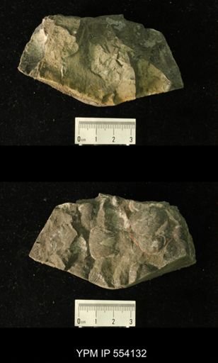 Productus sp.
