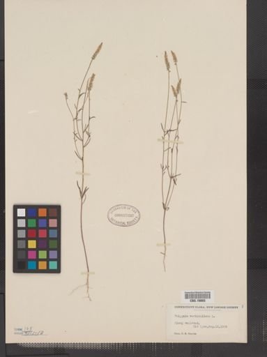 Polygala verticillata