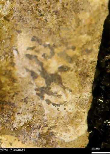 undet. Bivalvia