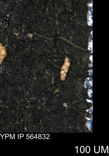Verneuilinoides kansasensis
