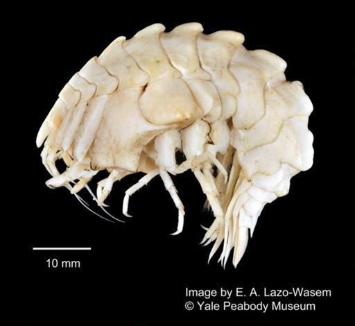 Epimeria georgiana