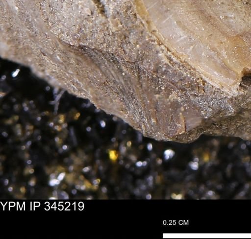 Limopsis striatopunctatus