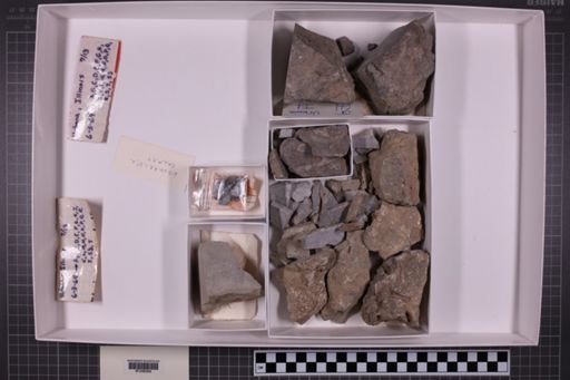 mixed taxa, stratigraphic collection