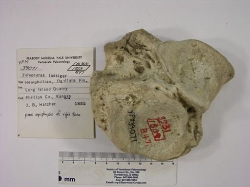 Teleoceras fossiger