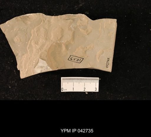 undet. Hexapoda