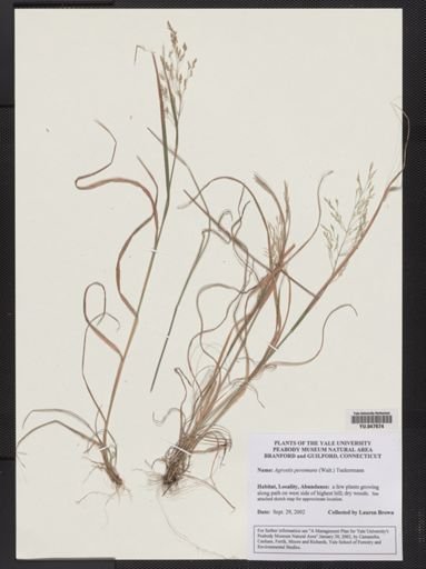 Agrostis perennans