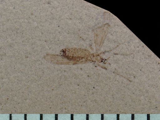 Plecia sp.