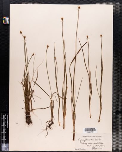 Xyris flexuosa