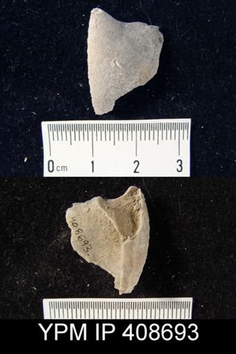 undet. Pentamerida