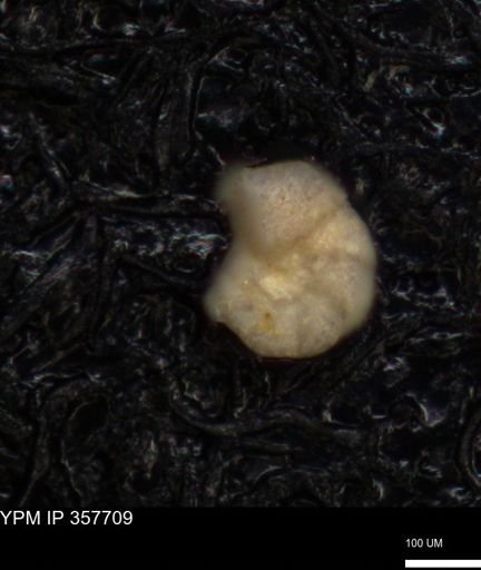 undet. Foraminiferida