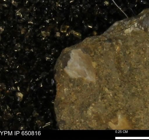 undet. Bivalvia