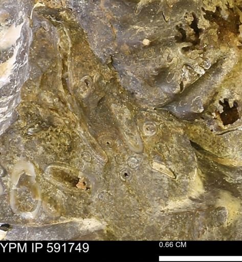 Serpulidae