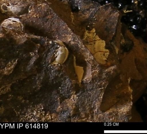 Protocardia?