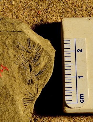 Asterophyllites sp.