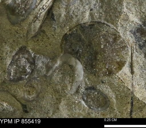 undet. Mollusca