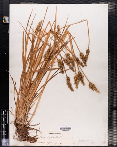 Carex stipata
