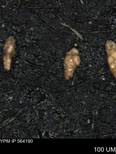 Verneuilina canadensis