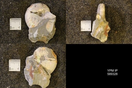 Hoploscaphites nicolletii