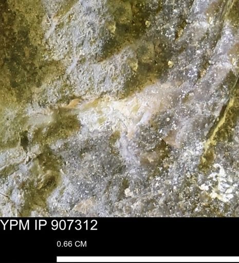 undet. Mollusca
