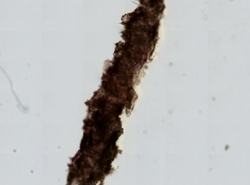 Prosuberites sp.