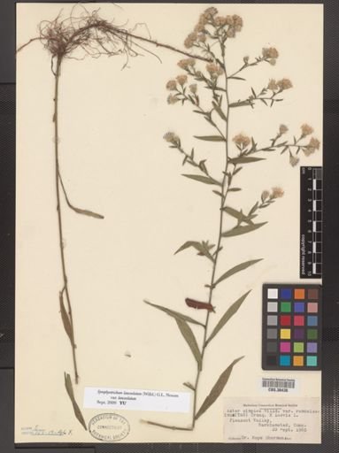 Symphyotrichum lanceolatum lanceolatum