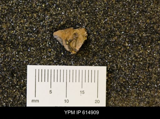 Dentalium?