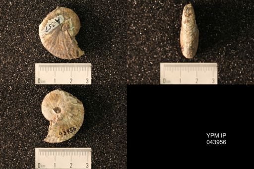 Hoploscaphites nicolletii