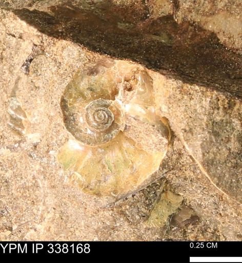 undet. Ammonoidea