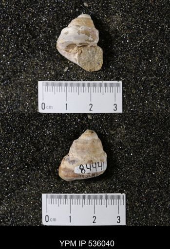 Tulotoma thompsoni