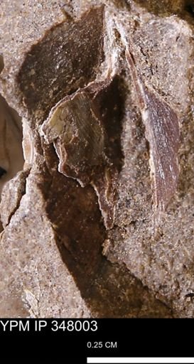 undet. Bivalvia