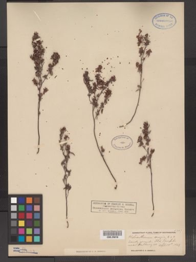Helianthemum bicknellii