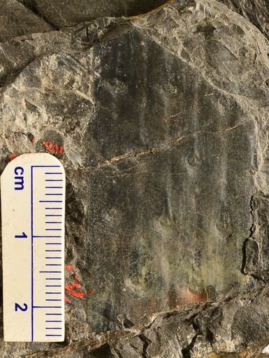 Lepidodendron sp.