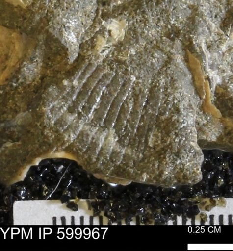 Oxytoma (Hypoxytoma) nebrascana
