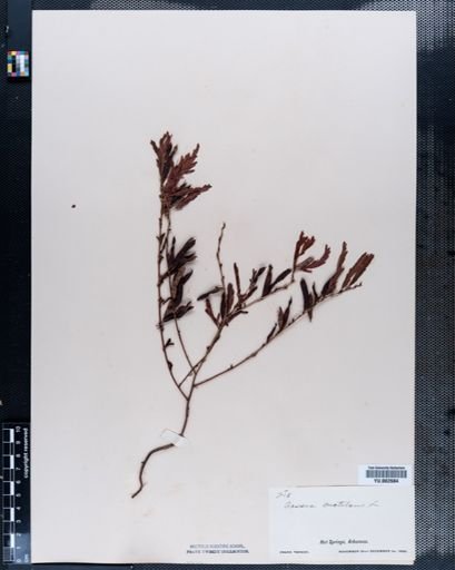 Cassia nictitans